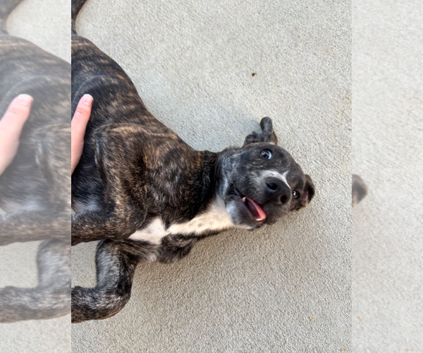 Medium Photo #2 American Staffordshire Terrier-Unknown Mix Puppy For Sale in Holly Springs, NC, USA