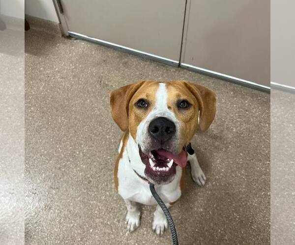 Medium Photo #4  Puppy For Sale in , 