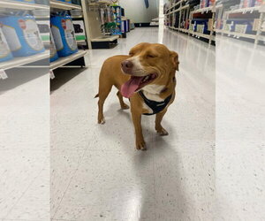 Darla - Female Dachshund-Staffordshire Bull Terrier Mix Dog for Adoption - Photo #2
