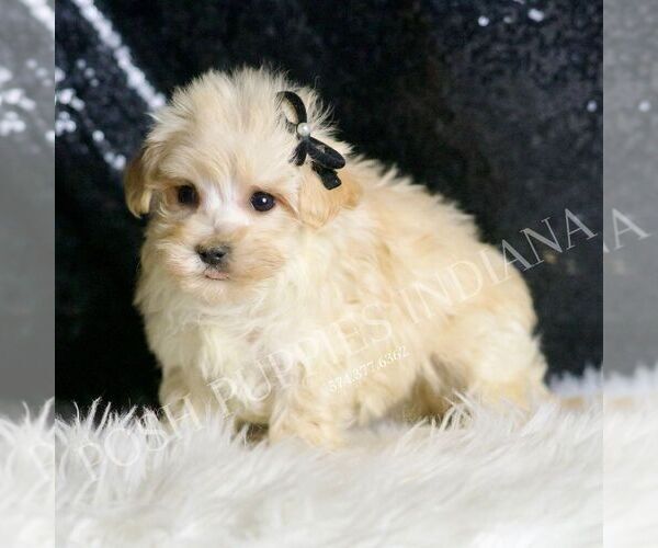 Medium Photo #1 Maltipoo Puppy For Sale in WARSAW, IN, USA