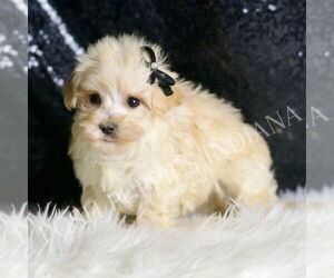 Maltipoo Puppy for sale in WARSAW, IN, USA