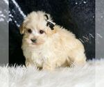 Small Maltipoo