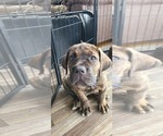 Puppy 1 Cane Corso