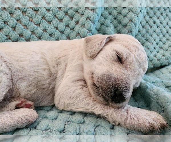 Medium Photo #47 Poodle (Standard) Puppy For Sale in CLAYTON, WA, USA