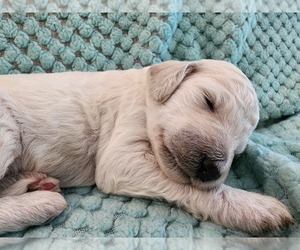 Medium Poodle (Standard)