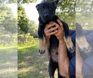 German Shepherd Dog-Siberian Husky Mix Puppy for sale in OCKLAWAHA, FL, USA