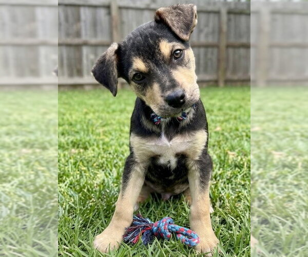 Medium Photo #1 German Shepherd Dog-Unknown Mix Puppy For Sale in Grovertown, IN, USA