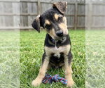 Small German Shepherd Dog Mix