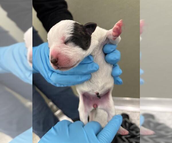 Medium Photo #1 American Staffordshire Terrier-Unknown Mix Puppy For Sale in San Antonio, TX, USA