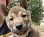 Small Photo #1 Shiba Inu Puppy For Sale in NEW ATHENS, IL, USA