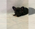 Puppy 5 French Bulldog