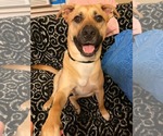 Small #5 Black Mouth Cur Mix