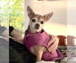 Small #17 Chihuahua Mix
