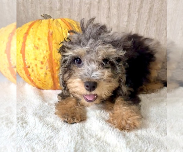 Medium Photo #5 Bernedoodle (Miniature) (+ Poodle Miniature) Puppy For Sale in INDIANAPOLIS, IN, USA