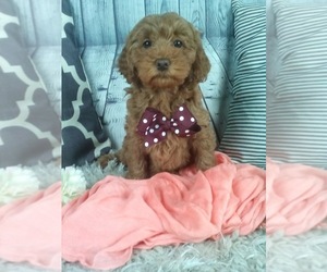 Cockapoo Puppy for sale in SUGARCREEK, OH, USA
