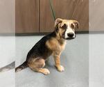 Small German Shepherd Dog Mix