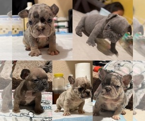 French Bulldog Puppy for Sale in COMPTON, California USA