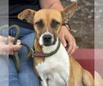 Small #3 Basenji-Chihuahua Mix