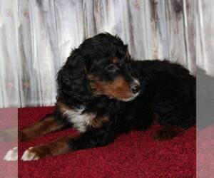 Bernedoodle-Poodle (Miniature) Mix Puppy for sale in STANLEY, WI, USA