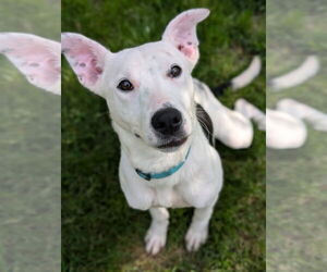 Mutt Dogs for adoption in Germantown, OH, USA