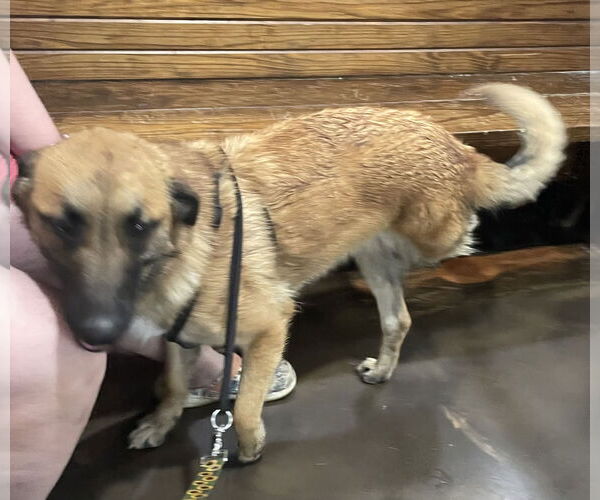 Medium Photo #2 German Shepherd Dog Puppy For Sale in Poplar Bluff, MO, USA