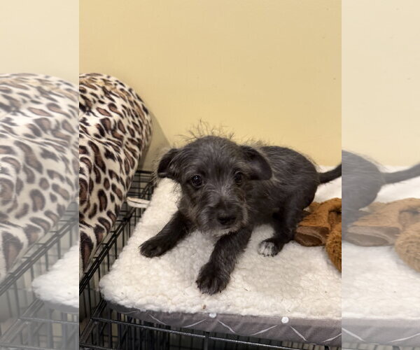 Medium Photo #2 Chihuahua-Unknown Mix Puppy For Sale in Royal Palm Beach, FL, USA