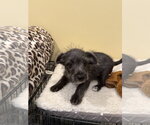 Small #1 Chihuahua Mix