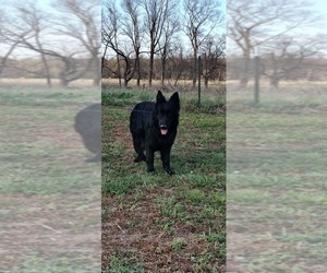 Mother of the German Shepherd Dog puppies born on 03/08/2026