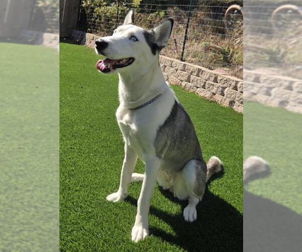 Medium Photo #3 Siberian Husky Puppy For Sale in Menifee, CA, USA
