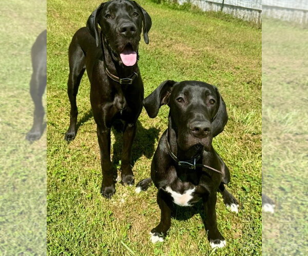 Medium Photo #3 Great Dane Puppy For Sale in Bullard, TX, USA