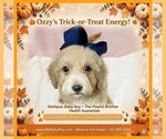 Ozzy - Male Maltipoo (Toy) Puppy for Sale - Small photo