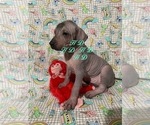 Small Photo #3 Xoloitzcuintli (Mexican Hairless) Puppy For Sale in BRIDGEVILLE, CA, USA