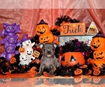 Small Photo #7 Chihuahua Puppy For Sale in CHARLESTON, AR, USA