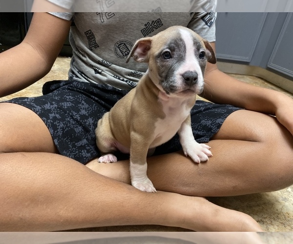 Medium Photo #3 American Pit Bull Terrier Puppy For Sale in ALOHA, OR, USA