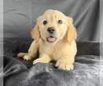 Small #4 Goldendoodle