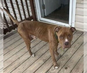 Davey - Male Bulldog-Unknown Mix Dog for Adoption - Photo #9