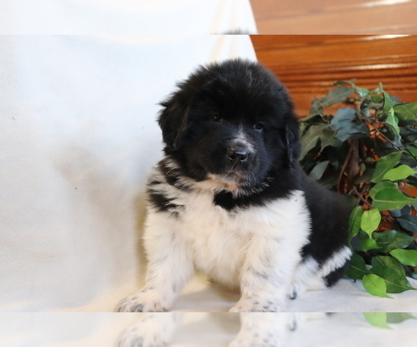 Medium Photo #1 Newfoundland Puppy For Sale in SHILOH, OH, USA