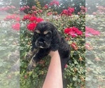 Puppy Mars Cocker Spaniel