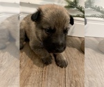 Small Photo #2 Malinois Puppy For Sale in CORONA, CA, USA