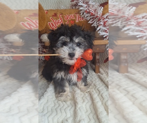 Medium Photo #1 Coton de Tulear Puppy For Sale in JASONVILLE, IN, USA