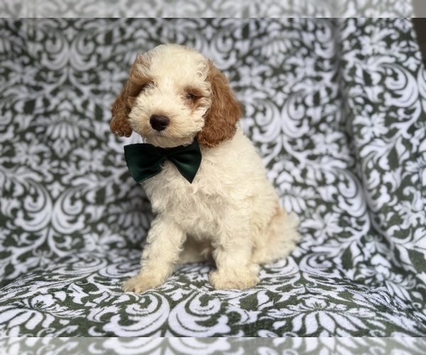 Medium Photo #7 Cockapoo (Miniature) Puppy For Sale in LAKELAND, FL, USA