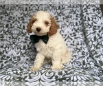 Small #6 Cockapoo (Miniature)
