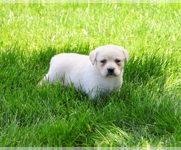 Medium Photo #5 Labrador Retriever Puppy For Sale in SYRACUSE, IN, USA