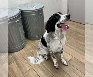 Australian Shepherd-Unknown Mix Dogs for adoption in Rowlett, TX, USA