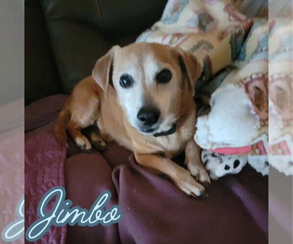 Medium Photo #18 Dachshund-Unknown Mix Puppy For Sale in San Antonio, TX, USA