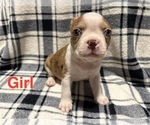 Puppy Puppy 5 Boston Terrier