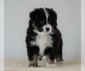 Miniature Australian Shepherd Puppy for sale in FREDERICKSBG, OH, USA