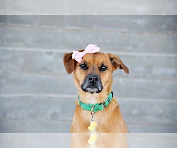 Medium Photo #14 Labrador Retriever-Unknown Mix Puppy For Sale in Sandy, UT, USA