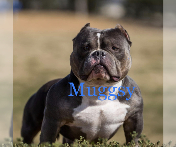 Medium Photo #1 American Bully Puppy For Sale in LAFAYETTE, LA, USA
