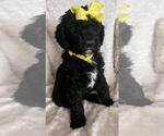 Small Photo #9 Sheepadoodle Puppy For Sale in FONTANA, CA, USA